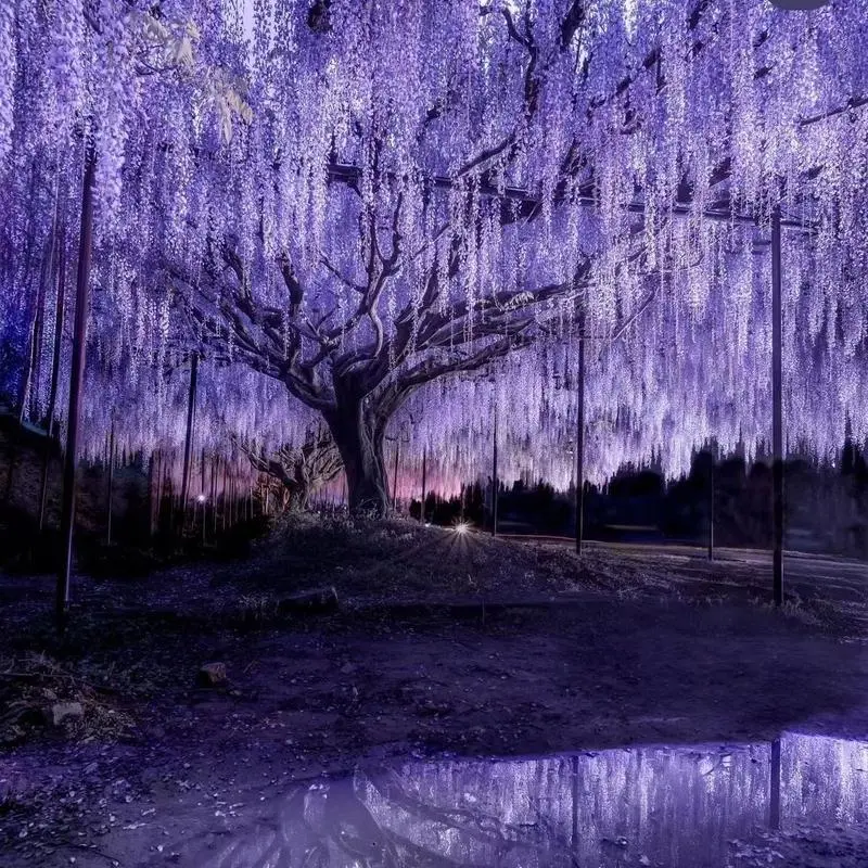 20 Ounces American Wisteria Seed - Texas Wisteria Macrostachya Beauty Privacy Screen Striking Landscaping Plant