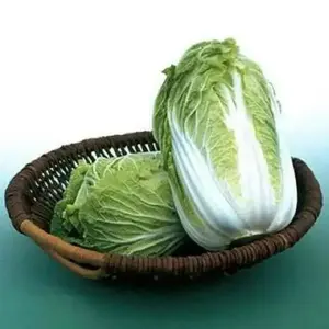 Kyoto No. 3 Chinese Cabbage Seed - High-Quality Seeds for Vegetable Gardening in Japan