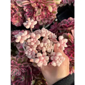 Graptopetalum Mendoza small cluster cutting - April Farm/Rare Succulents