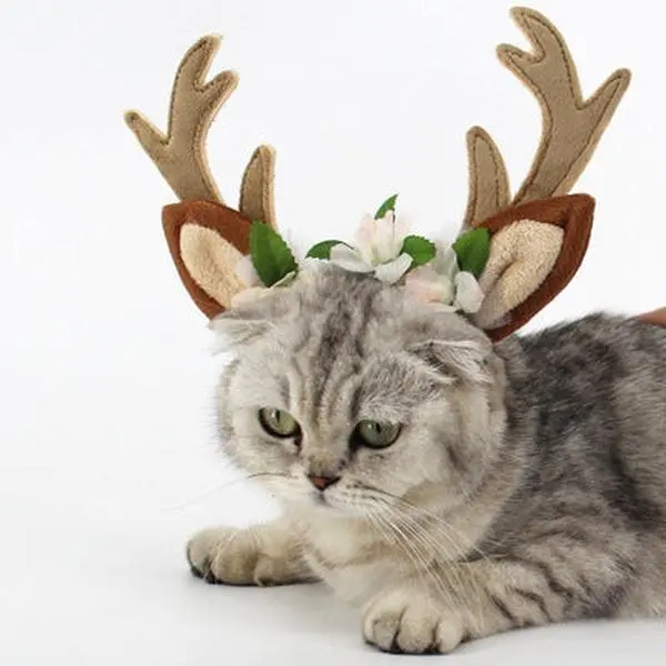 Reindeer Antlers for Pets
