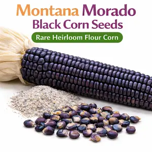 Black Corn Seeds - Montana Morado Black Corn Seeds | Rare Heirloom Flour Corn | Black Purple Corn for Flour, Masa & Cornmeal - Sizes 15, 25, 50 Seeds per Pack Variety And Adaptability