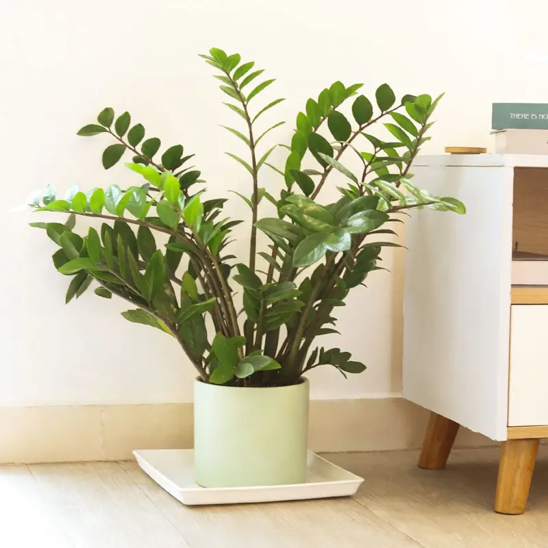 pothos silver splash Silver Splash Pothos, Scindapsus Pictus ‘Exotica’ main image 0
