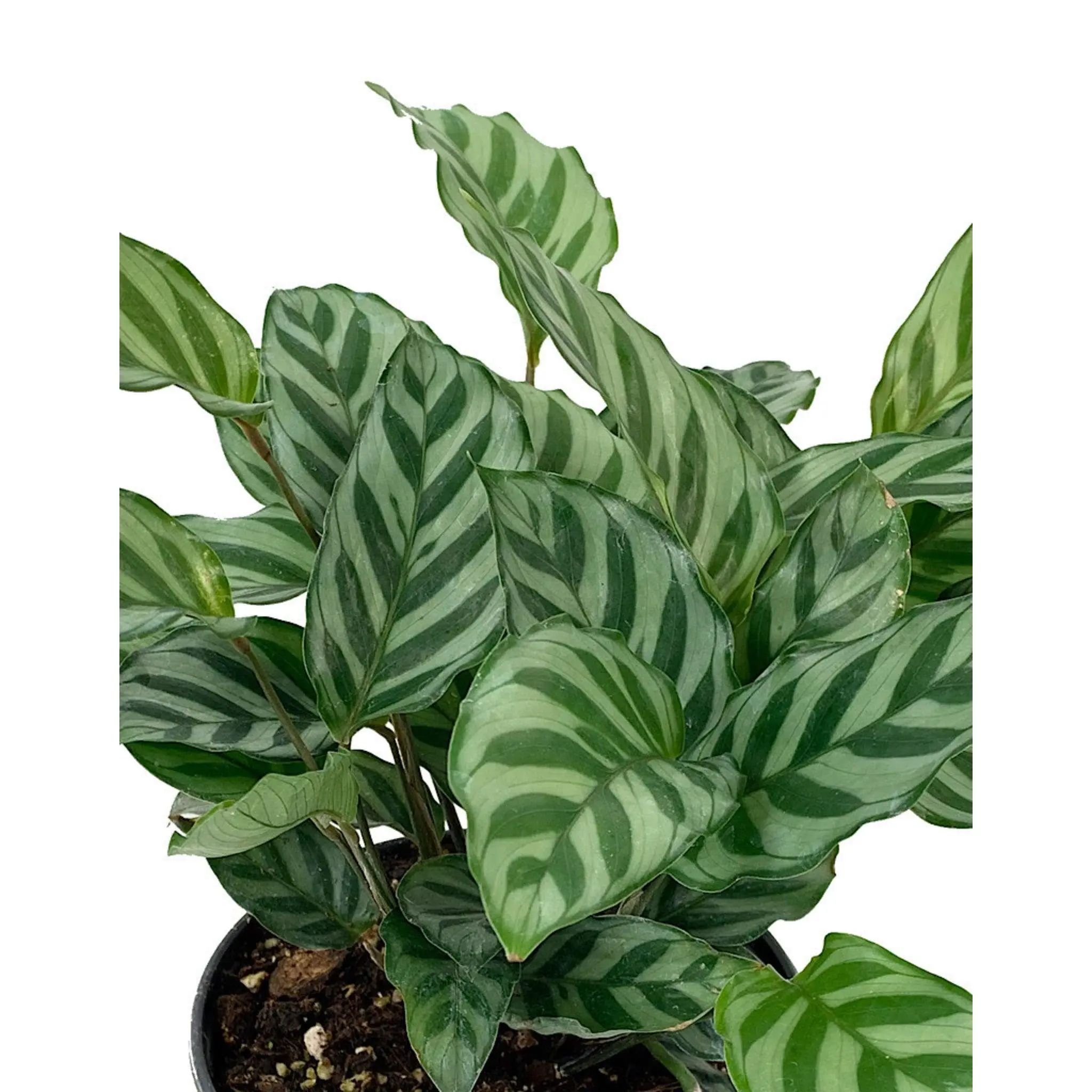 Calathea Freddie - Live Plant in a 6 Inch Pot - Calathea 'Cocinna' - Florist Quality Air Purifying Indoor Plant