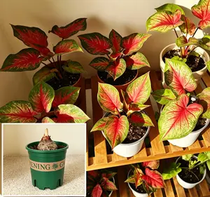 Live Stream Exclusive Link-Flaming Star Caladium Plant, Mini Indoor Potted Tropical Houseplant, Colorful Leaf Decor, Easy-Care Live Plant for Home & Office