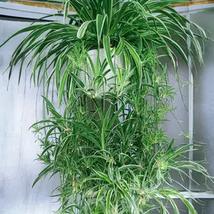 Golden Variegated Spider Plant Chlorophytum comosum Vittatum Golden 1 Rooted Cutting Air Purifying Indoor Plant Easy to Grow Houseplant for All Seasons
