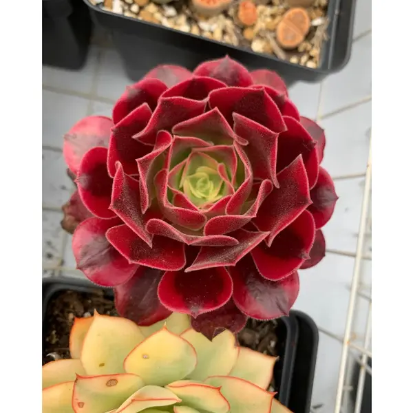 Aeonium Medusa - April Farm/Rare Succulents Aeonium Medusa - April Farm/Rare Succulents