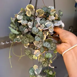 Mixed Variegated String of hearts  + plant 6 in pot succulent