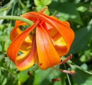 10 Turks Cap Lily Bulbs Roots Tiger Lily Flower Root Plant No Leaf Well Rooted Ready to Plant Summer Bloom Orange Flower Live Plant