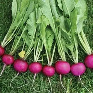 Rambo Purple Radish Organic Seeds (Raphanus sativus) Striking purple-skinned radish with crisp white flesh and bold flavor; quick to mature and ideal for spring and fall gardens