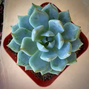 Echeveria Blue Rose Echeveria Blue Rose