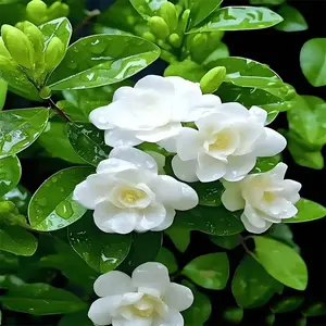 Living Perfume: 30+ Pcs Silver Jasmine Seeds, Fast-Growing Evergreen Vine to Create a Fragrant Green Wall for Balcony, Garden and Arbor Mix jasmine seeds -A1015-ML02