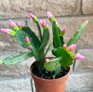 Pink Flower Easter Cactus Rhipsalidopsis Plants