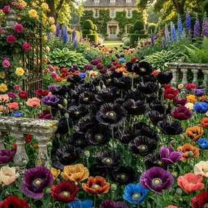 5000PCS Mixed  Garden  Flower Seeds – Easy-Grow Variety Bright, fast-growing flowers for beds, borders, and containers. Low-maintenance and beginner-friendly.