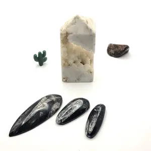 Orthoceras Fossils - WYSIWYG - Atlas Mountains Morocco - Archeology Gifts - No. 1 - 3.75" - 48g - Hand Measured - Soft Material - Not for Fish Tanks Gemstone Specimens Natural Crystals