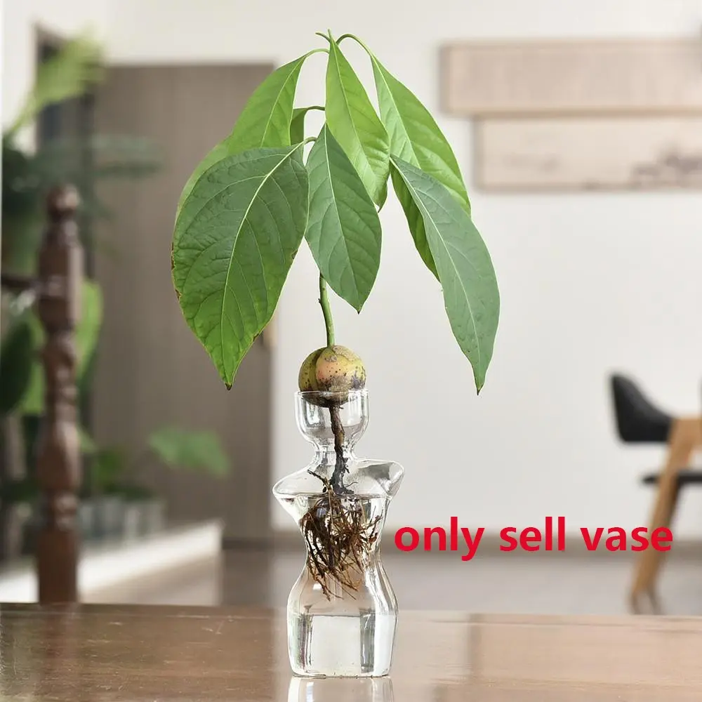 Glass Avocado Hydroponic Flower Vase, Seed Planting Container, Glass Water Culture Pot, 1 Piece, Ideal for Fruit Nuclei, Decorative, Home Decor Vase, Clear Glass Vase