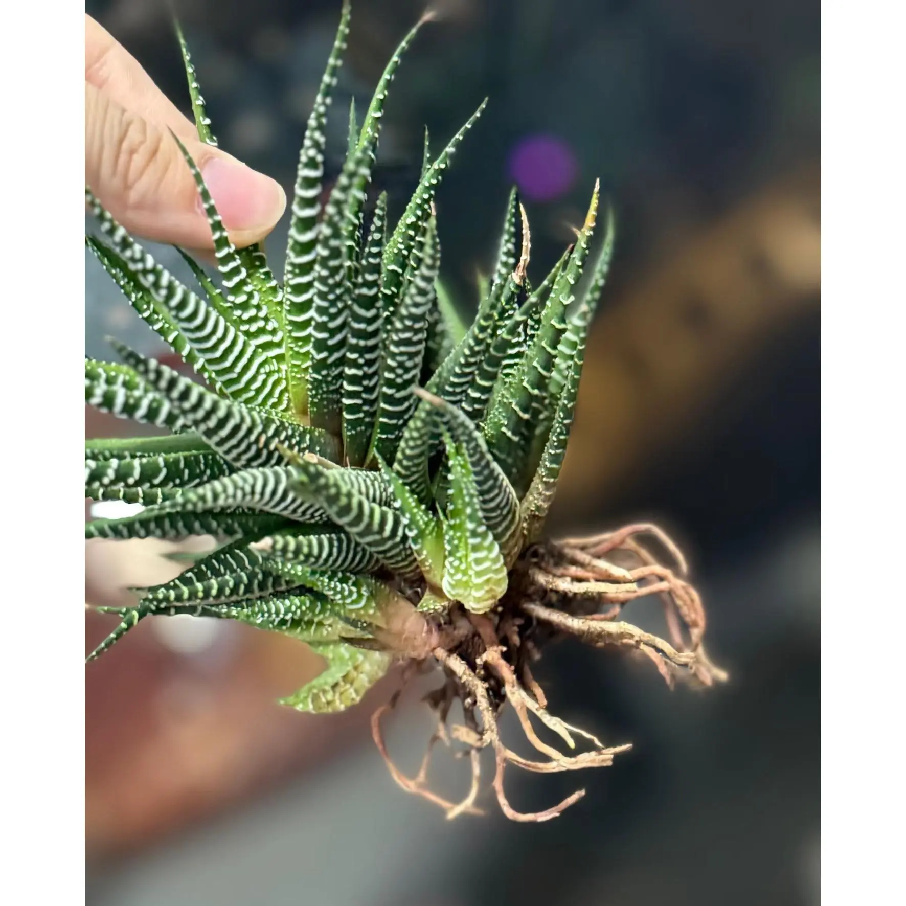 2"Live Succulent Haworthia fasciata