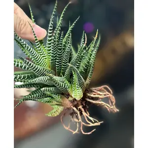 2"Live Succulent Haworthia fasciata