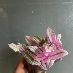 Tradescantia Nanouk Plant 4 Inch Pot