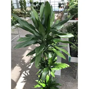 Dracaena Lind Cane - 3 Staggered Canes - Live Plant in an 10 Inch Growers Pot - Dracaena Deremensis “Lind” - Florist Quality Beautiful Indoor Air Purifying Houseplant
