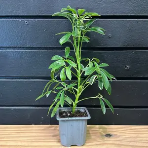 Schefflera arboricola plant 2 Inch Pot Bicolor