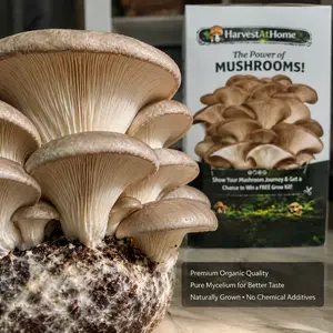 Organic Oyster Mushroom Grow Kit 3.5 lb | 1-7 Days Harvest | Easy to Grow Indoor | No Soil/Sun Required, Multiple Harvests | USDA Organic | Non-GMO | Made in USA | Perfect for Home Kitchen & Gardening EnthusiastsGift for Adults & Kids
