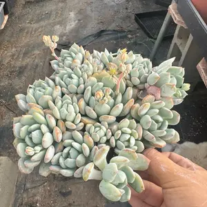 Echeveria moonglow Succulent Plant 6 inch pot