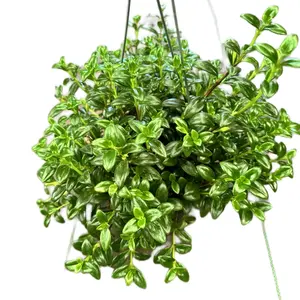 Goldfish Plant 6 inch pot Plant