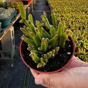 Rhipsalis ceroides 4 inch pot succulent  plant