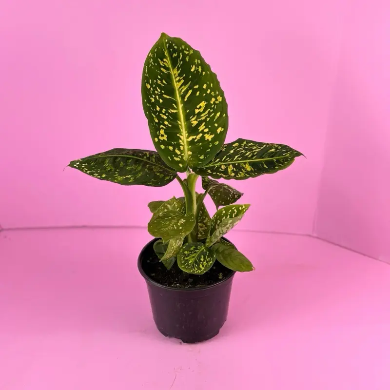 aglaonema bulb Aglaonema Wishes Houseplant with Planter - Medium (9-14" tall) Bubblegum Planter