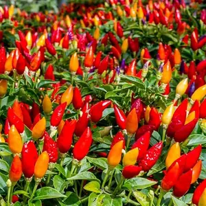 100 Colorful Ornamental Pepper Seeds for Planting Garden Plants Flower Seeds Ideal for Pots - Vibrant Red Yellow Purple & White Peppers for Easy Gardening