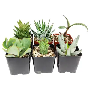 Assorted Mystery Succulents Pack