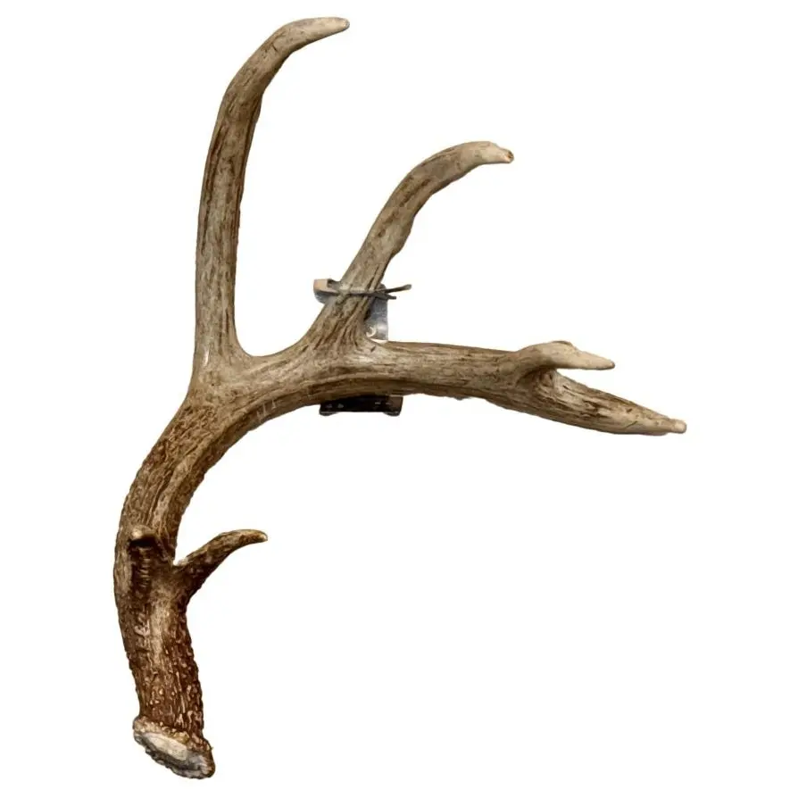 Shed Antler Anchor Single - Booner Size (Left Antler)