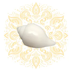 Small White Pouring Conch Shell (Jala Shankh) 4-5"