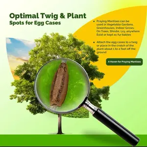 2x Carolina Praying Mantis Egg Cases – Native Live Pest Control – Garden Beneficial Insects