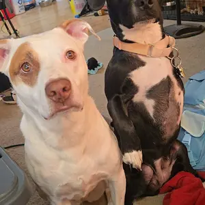 Earth & Tail Beef Heart Dog Treats - 100% USA Single Ingredient Nutrient-Dense Gently Air-Dried 4 oz Bag for Heart Muscle Health