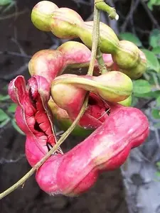 15 SEEDS - EXOTIC Pithecellobium dulce, Manilla tamarind Madras thorn fruit seed