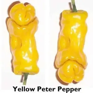 PETER PEPPER SEEDS (Yellow) Capsicum annuum.Penis Pepper