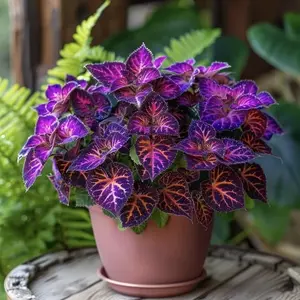 288+ Mix Color Perennial Hosta Flower Seeds - Easy Planting, Low Maintenance, Rich Heart-Shaped Foliage, Outdoor Garden Pollinator-Attracting, Non-GMO Heirloom Bonsai Decor Plants