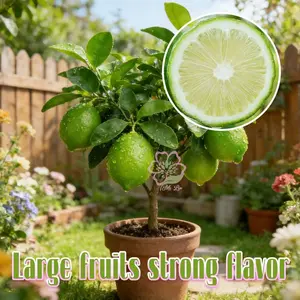 Lime Tree Seedlings | Cultivate this compact citrus seedling into a productive tree that produces large, bright green limes