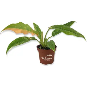 Philodendron Ring of Fire - Live Plant in a 4 Inch Pot - Philodendron Wendlandii x P. Tortum - Rare Indoor Houseplant - A Kaleidoscope of Colors