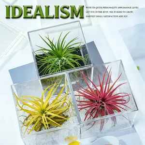 Air Pineapple Set 3 Pack, Various Varieties of Tielan - Bare Roots No Soil, True Epiphytes, Suitable for Home, Office Tabletop or Windowsill Decoration