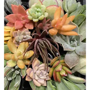 25 Succulent Cuttings