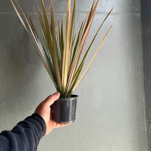 Bicolor 4 Inch Plant Pot
