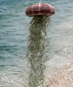 Jelly Fish Air Plant Hangers - Handmade with a real sea urchin and spanish moss