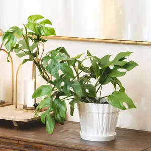 Philodendron Mini Monstera Minima