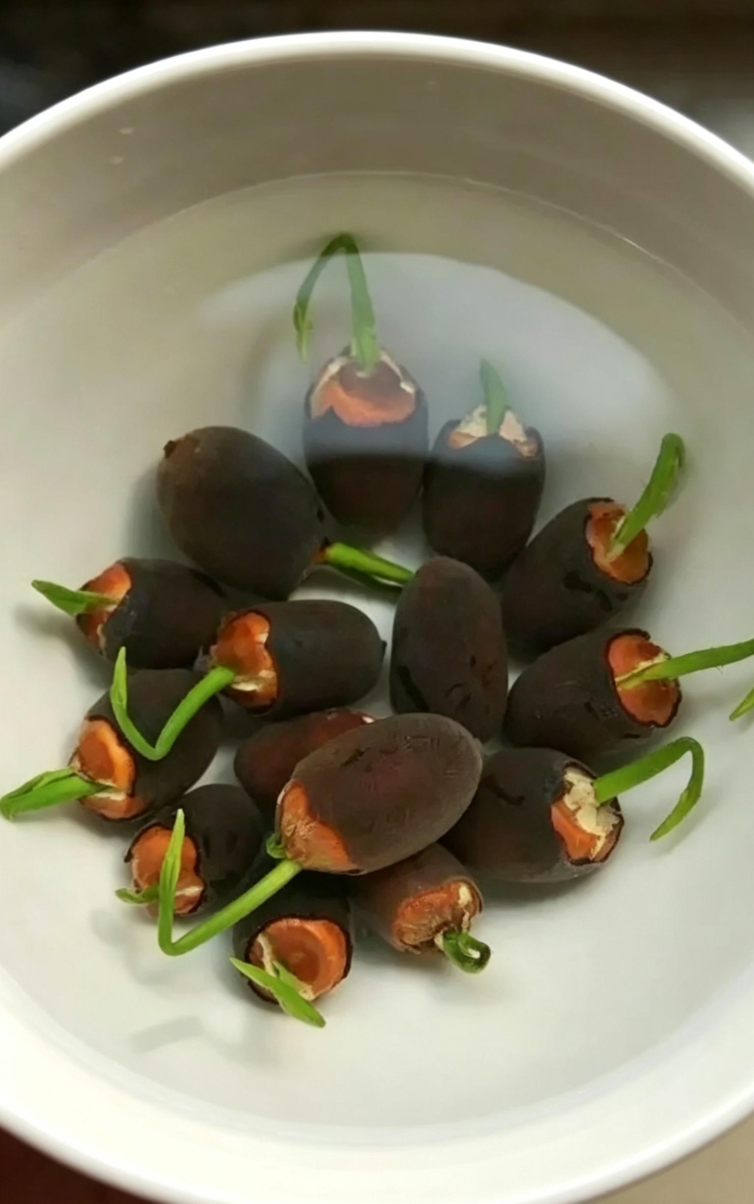 60Pcs Mixed Bowl Lotus Seeds – Vibrant Water Lily Flower Plant Seeds for Ornamental Water Gardens