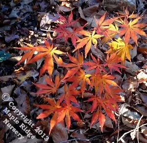 Acer palmatum 'Fascination' Green Japanese Maple