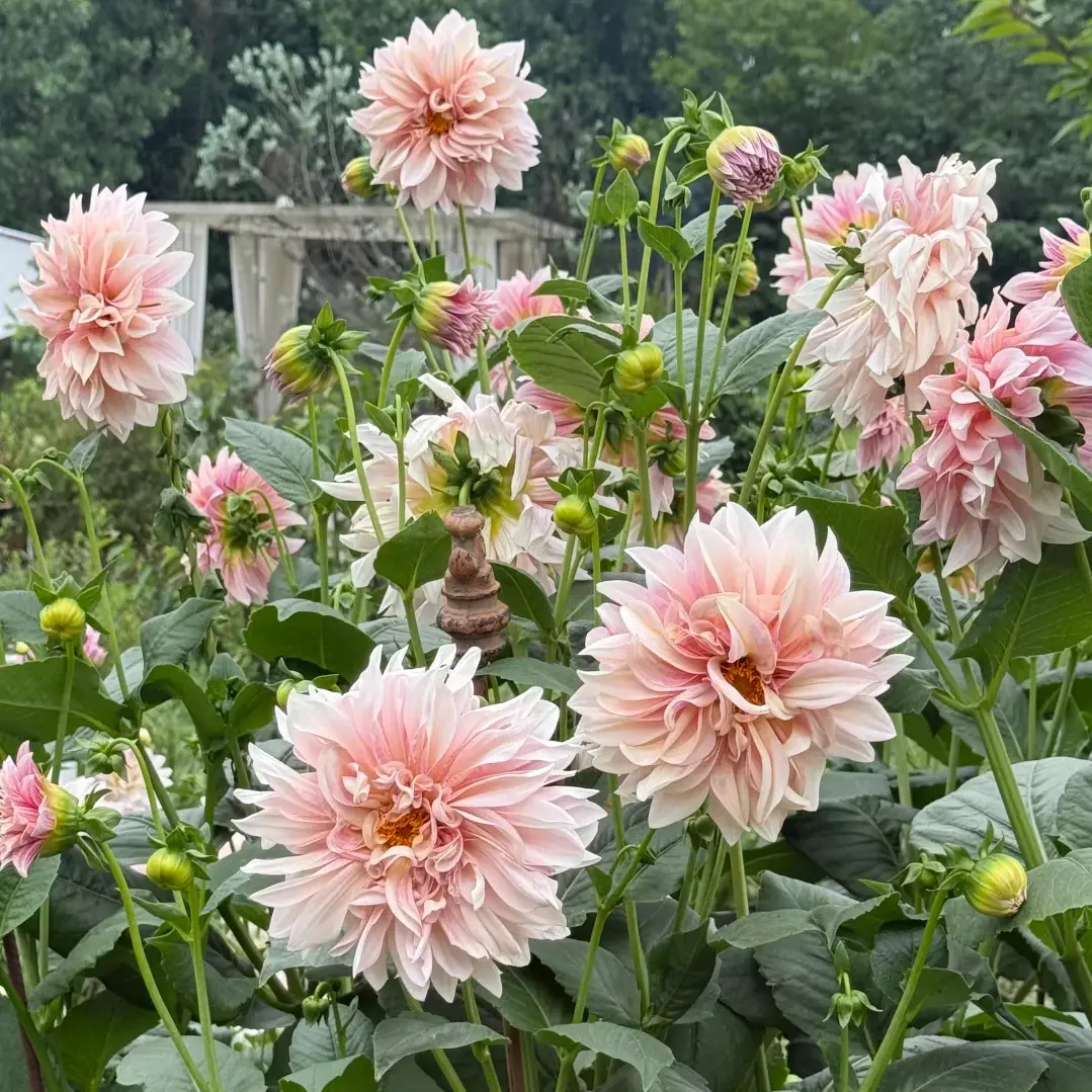 Color Shifting Café au Lait Dahlia Tubers, Large Ruffled Double Blooms, Easy Grow Hardy Cottage Garden Plants for Beginner Gardeners, Summer to Fall Continuous Blooming Cut Flowers