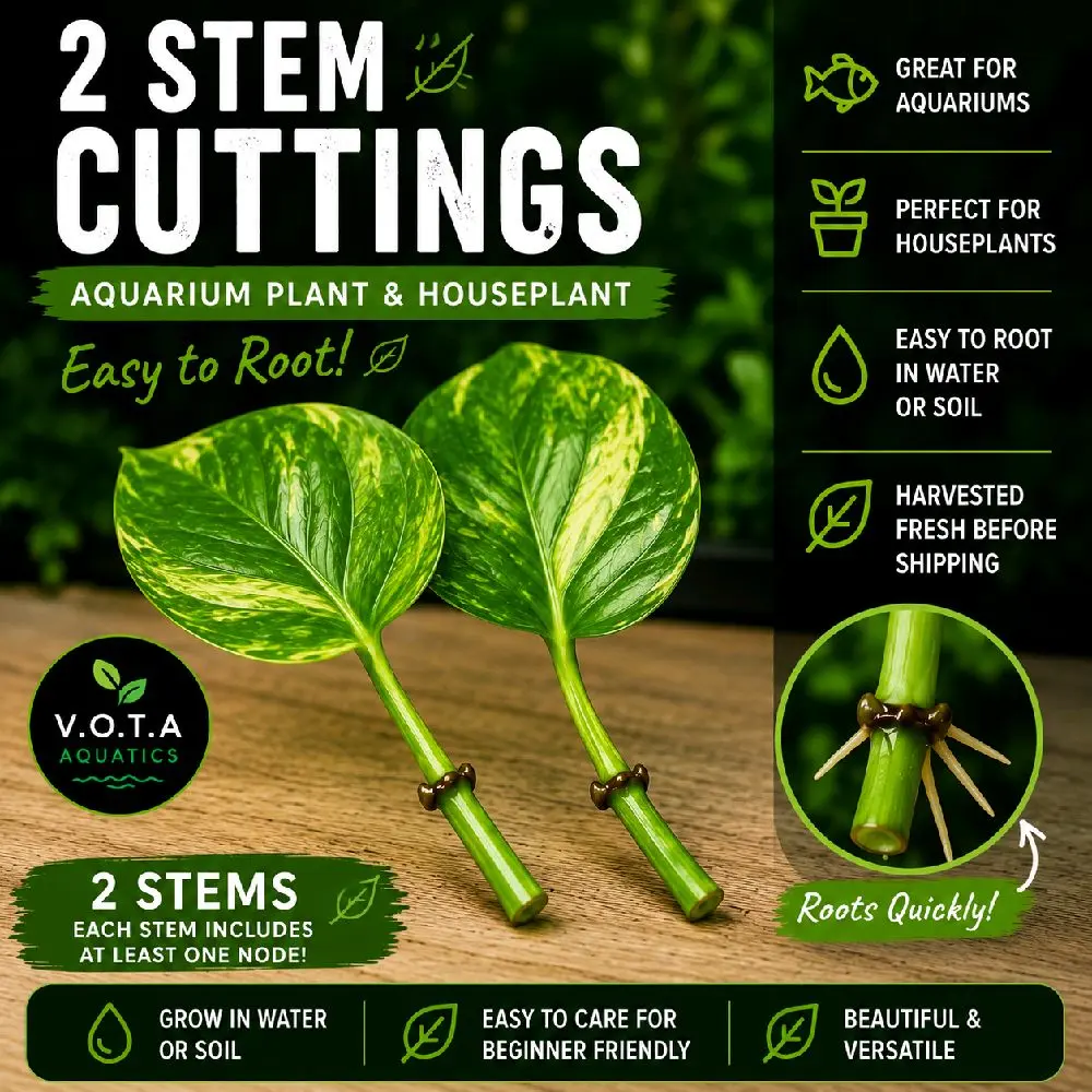 Jade Pothos 2 Stem Bundle | Rooted Cuttings | Aquarium & Houseplant