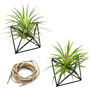 Air  Holders, 2 count Metal Air  Hangers for S-M Sized Air , Himmeli Geometric Planter to Add a Sense of Style and Relaxation for  Office Wedding (Black, 2 count)